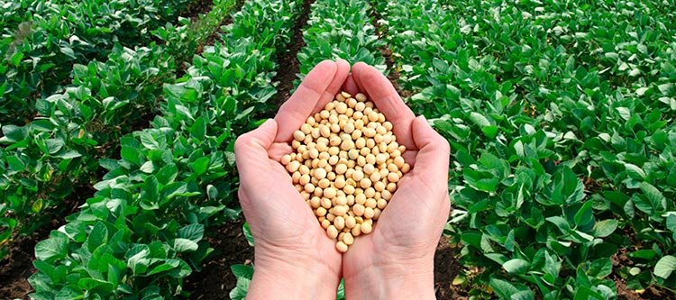 Os biocombustíveis, a Europa e a Petrobras na contramão